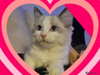 Ragdoll cats 💙Last GCCF Ragdoll Boy left - Blue bicolour - Advert 9