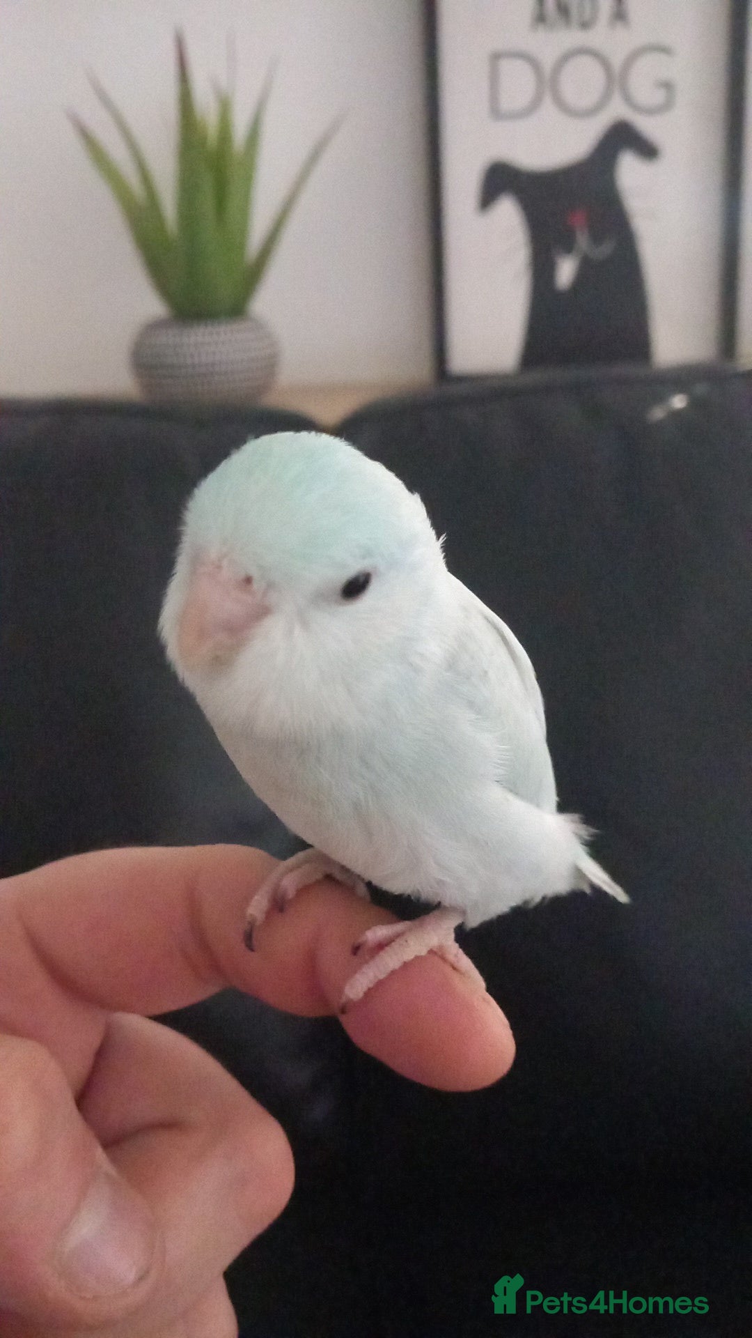 Parrots birds for sale: 8 week old baby parrotlets silly tame - Image 2