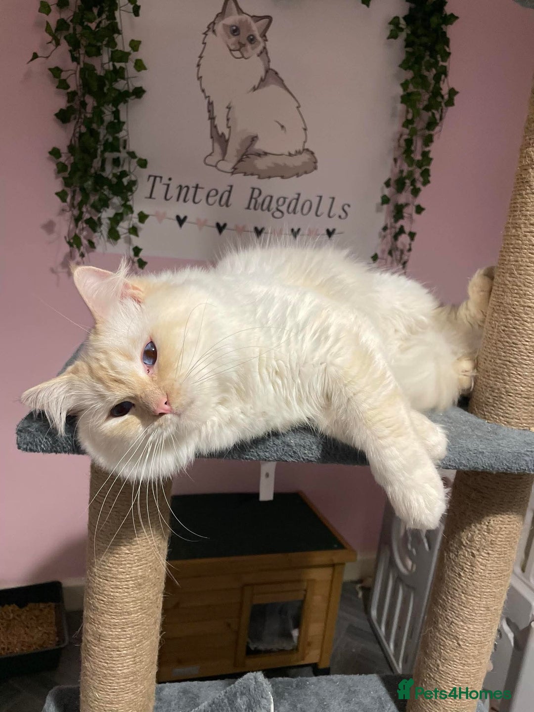 Ragdoll cats for sale: Stunning TICA reg Flame/Cream Boy - Image 19