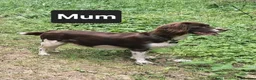 English Springer Spaniel dogs for sale: Stunning English Springer Spaniel Puppies - Advert 3