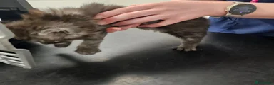 Persian Kitten 2