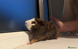 Guinea Pig rodents for sale: Four Guinea Pigs with Set Up and Accessories - Image 10