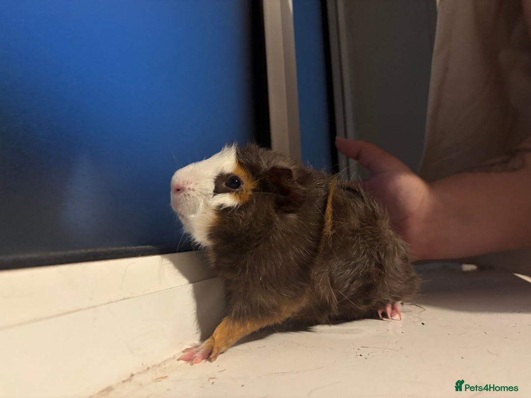 Guinea Pig rodents for sale: Four Guinea Pigs with Set Up and Accessories - Image 10