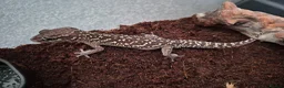 Bearded Dragon reptiles for sale: Bearded dragon babies  - Advert 5