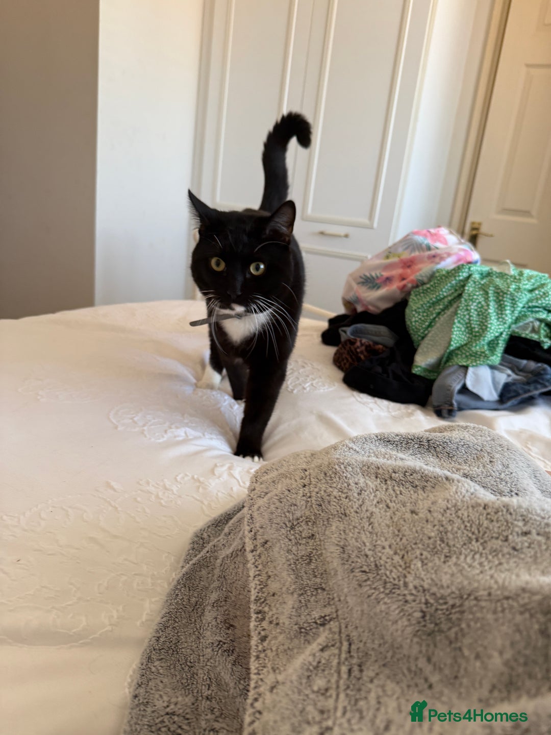 Domestic Shorthair cats for sale: One year old male needs rehoming - Image 1