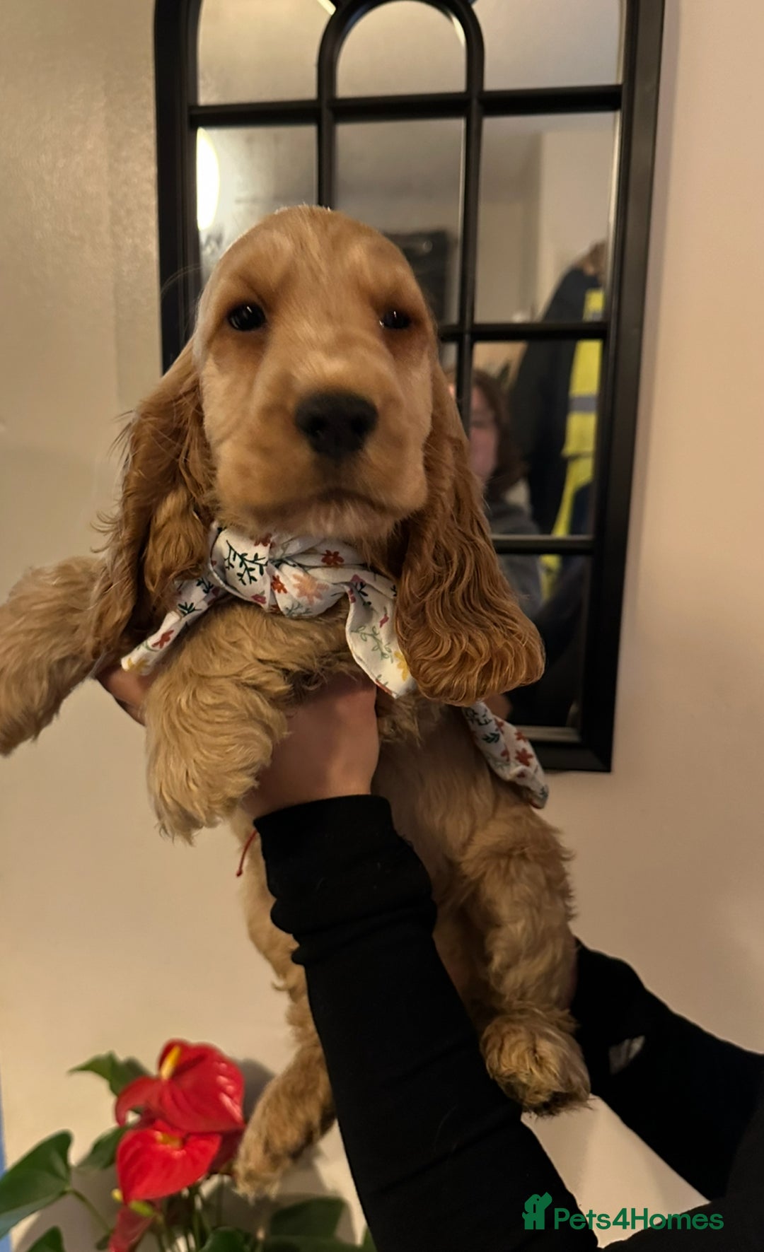 Cocker Spaniel dogs for sale: KC Golden Show Cocker Spaniel  READY TO GO! - Advert 29