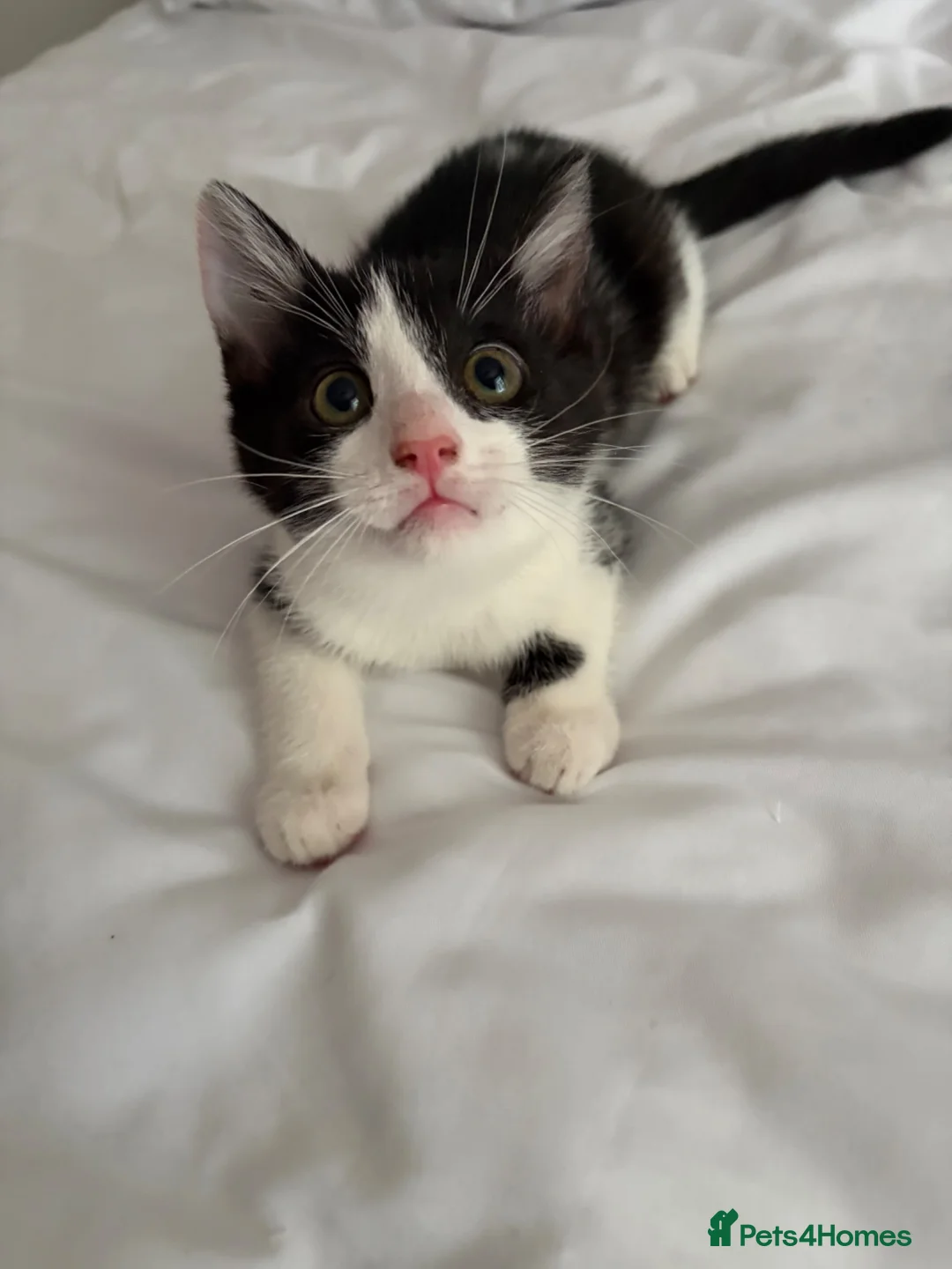 Mixed Breed cats for sale: 2 beautiful girls - Advert 1