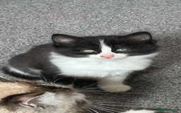 Ragdoll cats for sale: 3x Ragdoll X kittens - Image 2