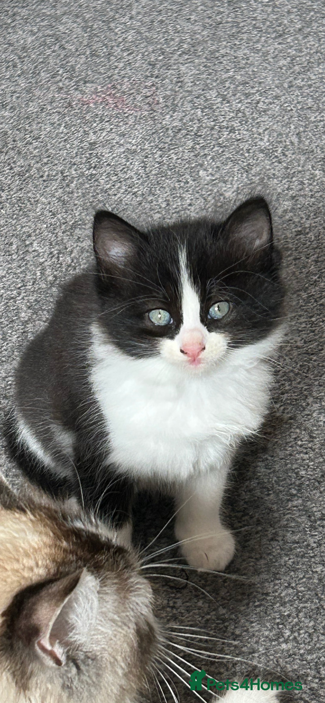 Ragdoll cats for sale: 3x Ragdoll X kittens - Image 2