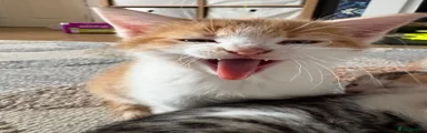 Domestic Shorthair Kitten 1