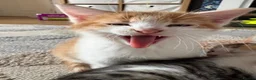 Domestic Shorthair cats for sale: 6 beautiful playful kittens - Advert 4