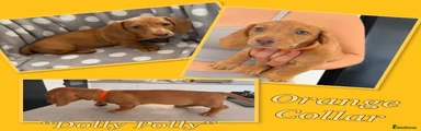 Miniature Dachshund 6