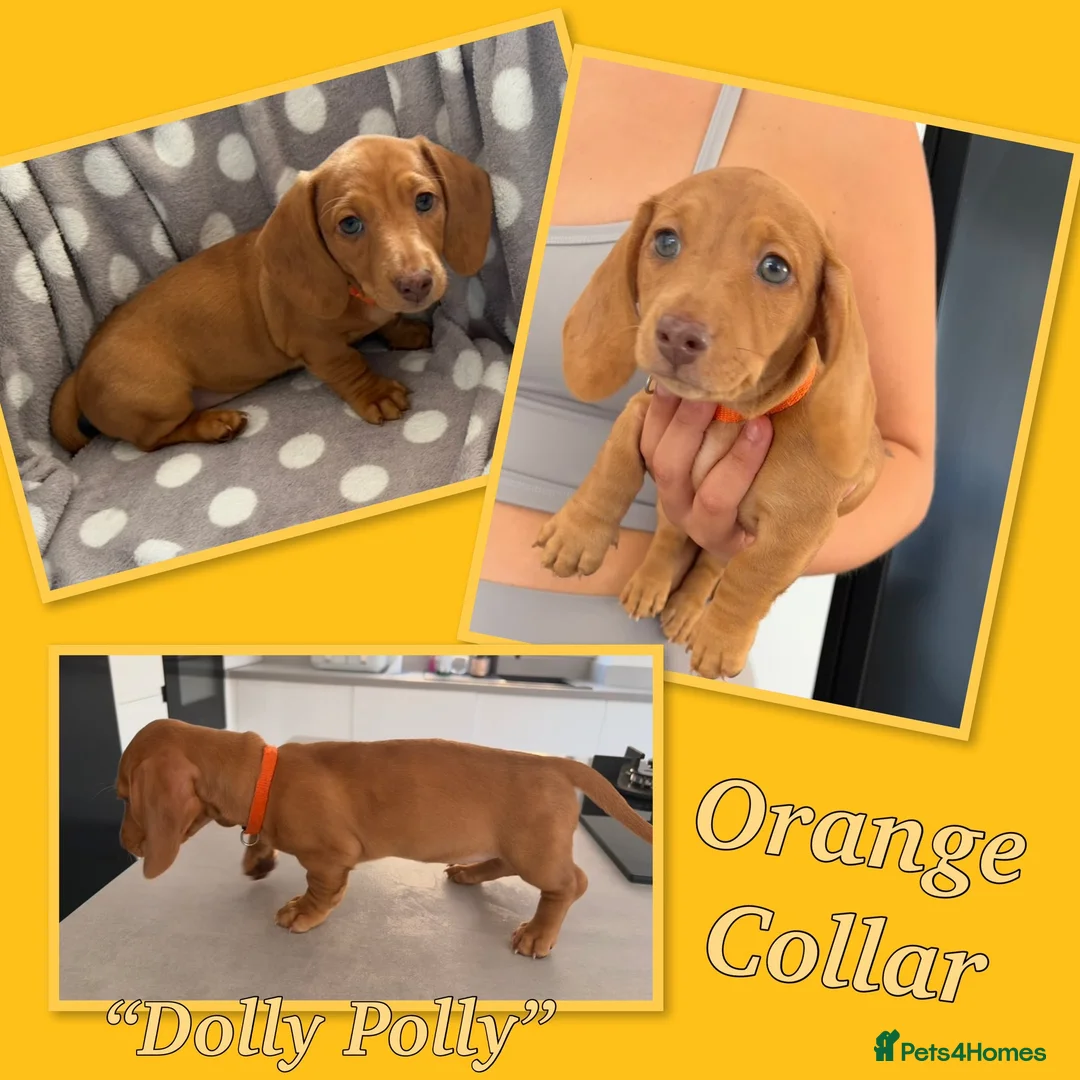 Miniature Dachshund dogs for sale: Miniature dachshund  - Advert 2