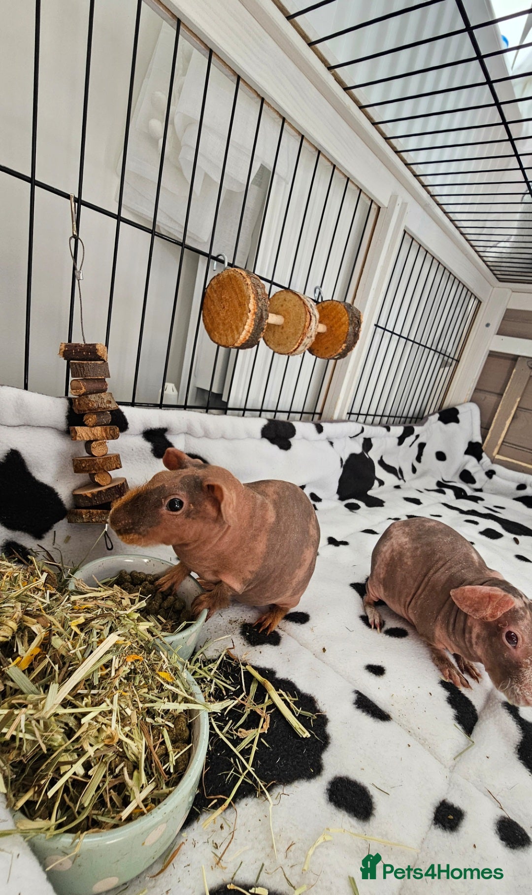 Guinea Pig rodents for sale: 2 bonded male skinny pigs - Image 2