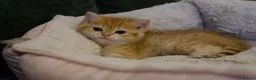 British Shorthair cats for sale: Stunning BSH Golden Boy TICA reg pedigree  - Advert 4