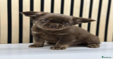 French Bulldog dogs - Advert 3