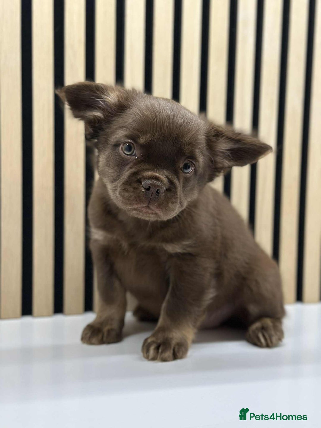 French Bulldog dogs for sale: Fluffy Frenchie Merle / Rojo & Tan REDUCED📥 - Image 2