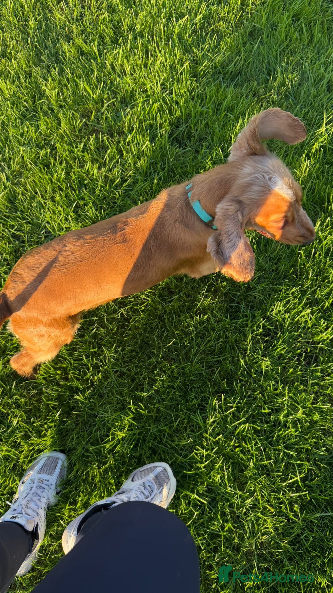 Cocker Spaniel dogs for stud: Honey - Advert 5