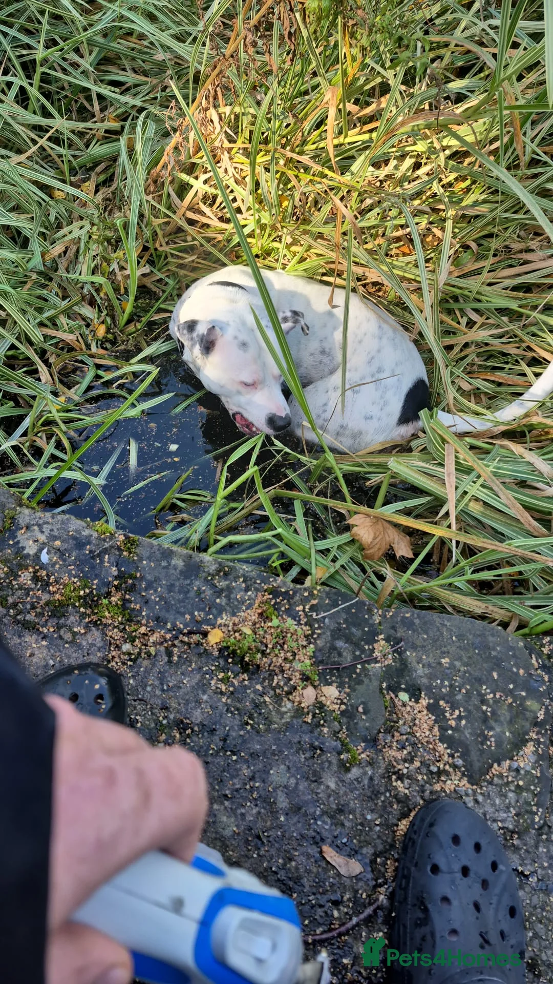 Mixed Breed dogs for sale: Staffy cross  in Heanor - Advert 5