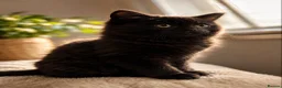 Mixed Breed cats for sale: Beautiful Kittens for sele - Advert 11