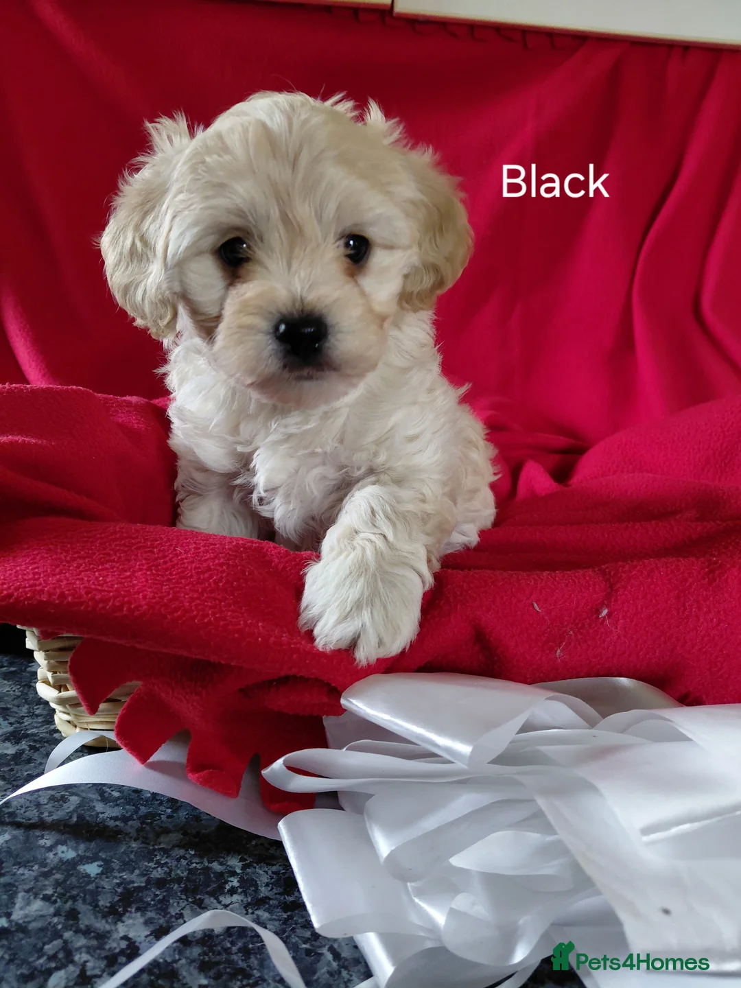 Maltipoo dogs for sale: Only 1 fully vaccinated Maltipoo pup left. - Advert 20
