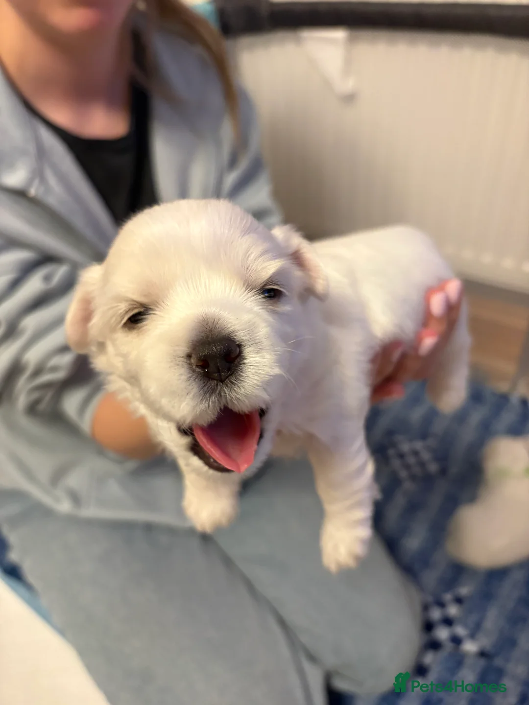 Maltese dogs for sale: Our beautiful litter of 4 Maltese male puppies. in North Walsham - Advert 23
