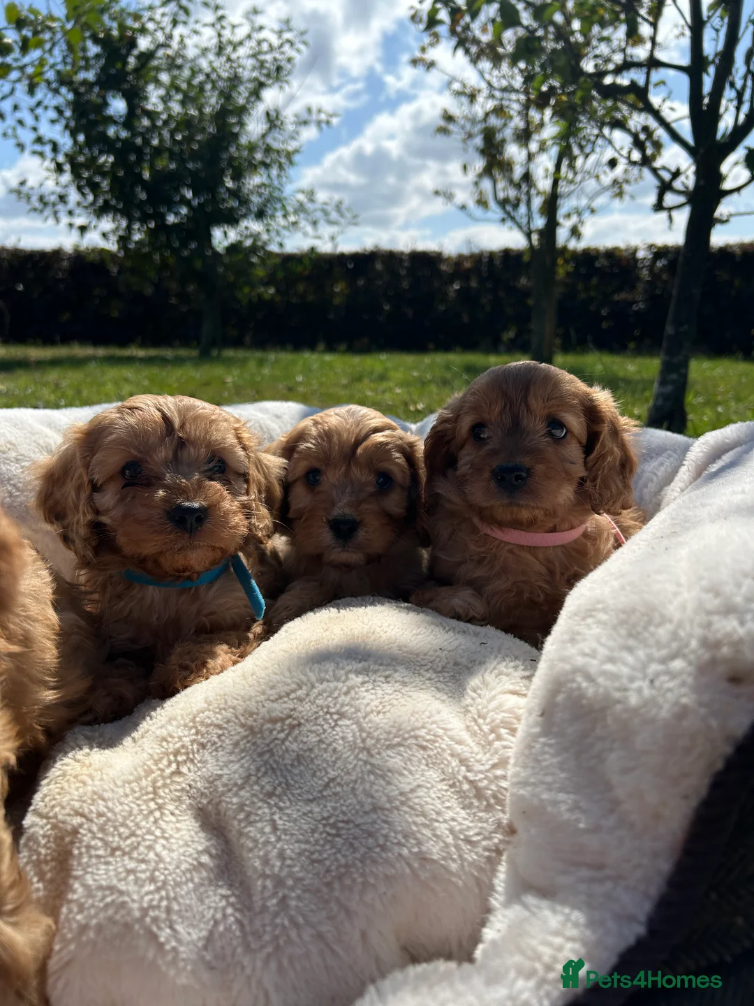 Cavapoo dogs for sale: Cavapoos🐶🥰 - Advert 2