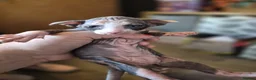 Sphynx cats for sale: Gorgeous sphynx kittens for sale - Advert 5