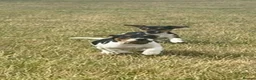 Jack Russell dogs for sale: Gorgeous Jack Russell Puppies  - Advert 12