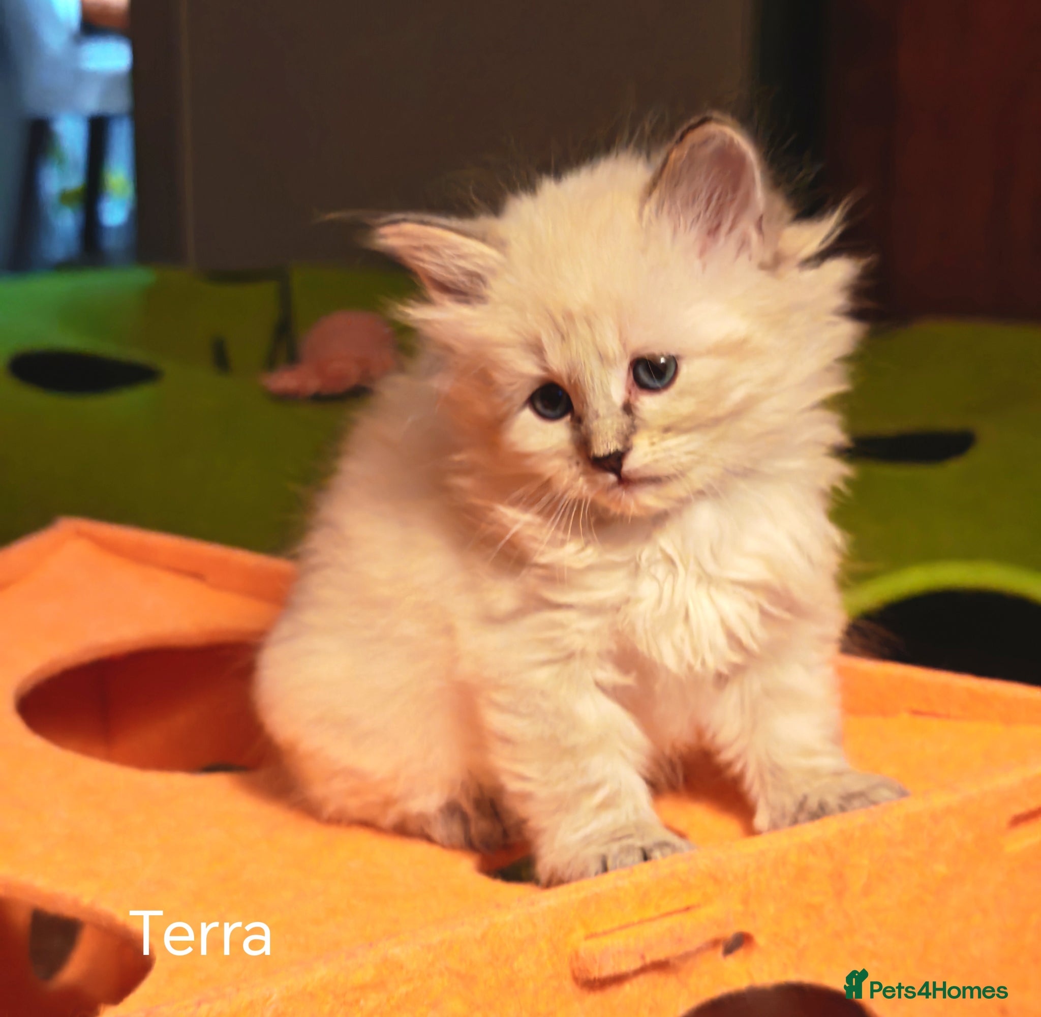 Siberian cats  Siberian babies from GCCF+TICA parents - Advert 2
