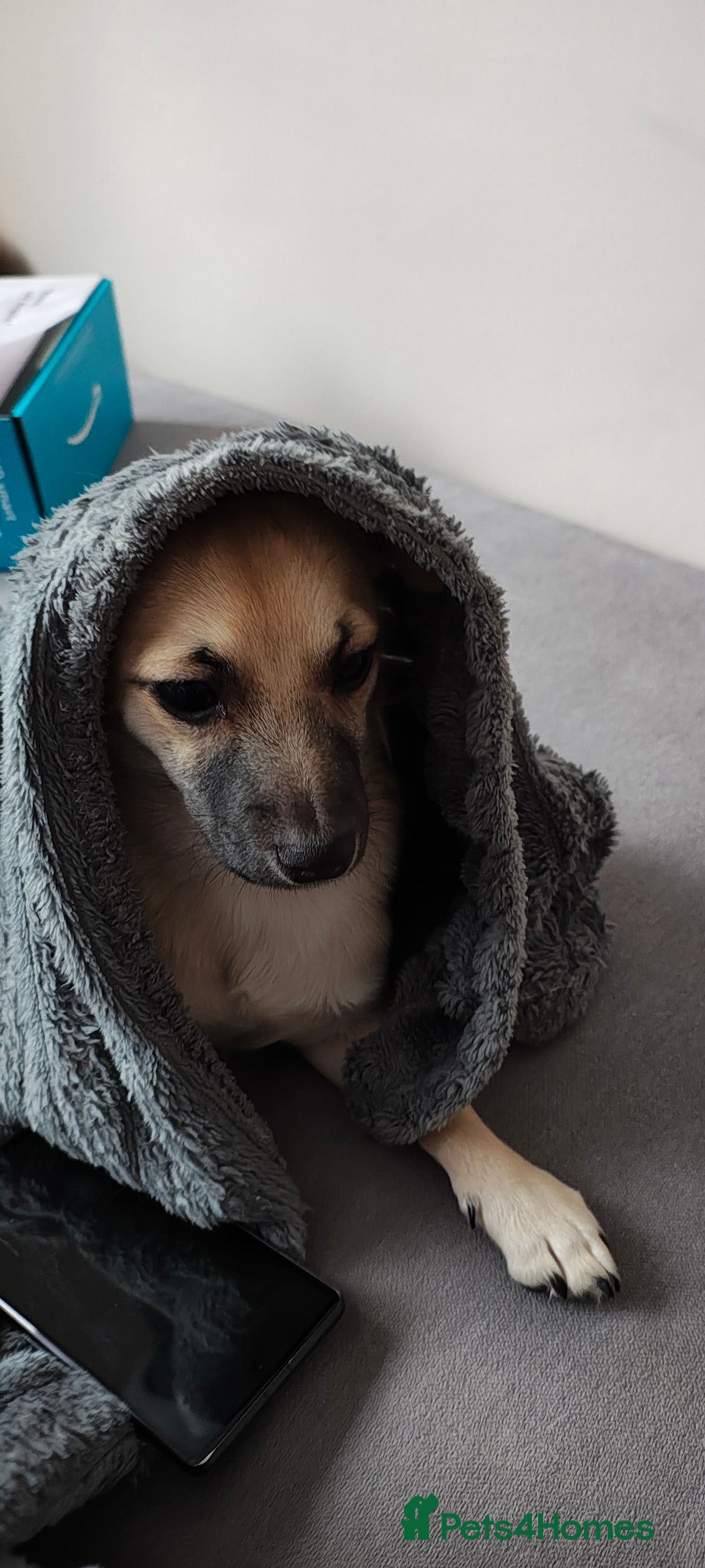 Mixed Breed dogs for sale: Gorgeous, playful malchi boy - Image 8