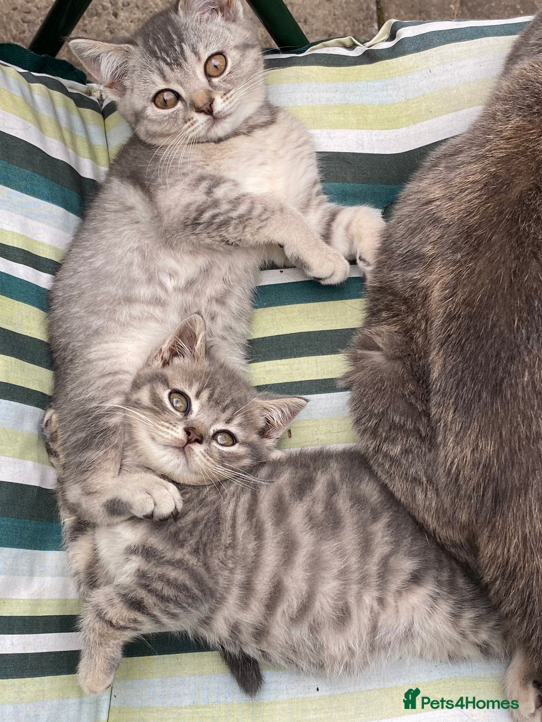 British Shorthair cats for sale: British shorthair kittens  - Image 15