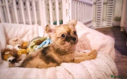 Chihuahua dogs for sale: Merle Chihuahua Puppies Longhaired Apple-head - Advert 9