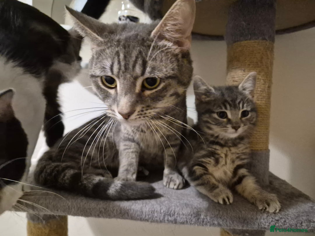 Mixed Breed cats for sale: 2 Beautiful Male Grey/Tabby Kittens - Image 6