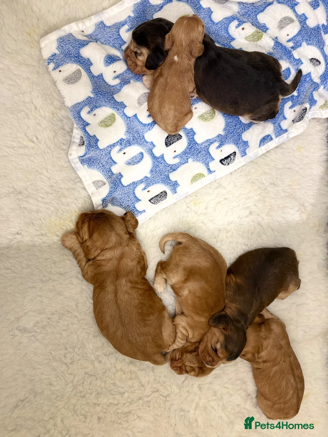 Cocker Spaniel dogs for sale: Show cocker spaniel puppies   - Advert 2