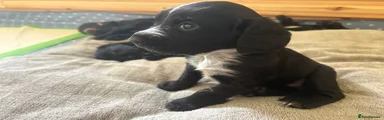 Sprocker Girl