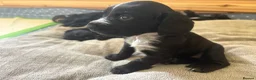 Sprocker dogs for sale: Two Beautiful Sprocker Spaniel Girls Available - Advert 4