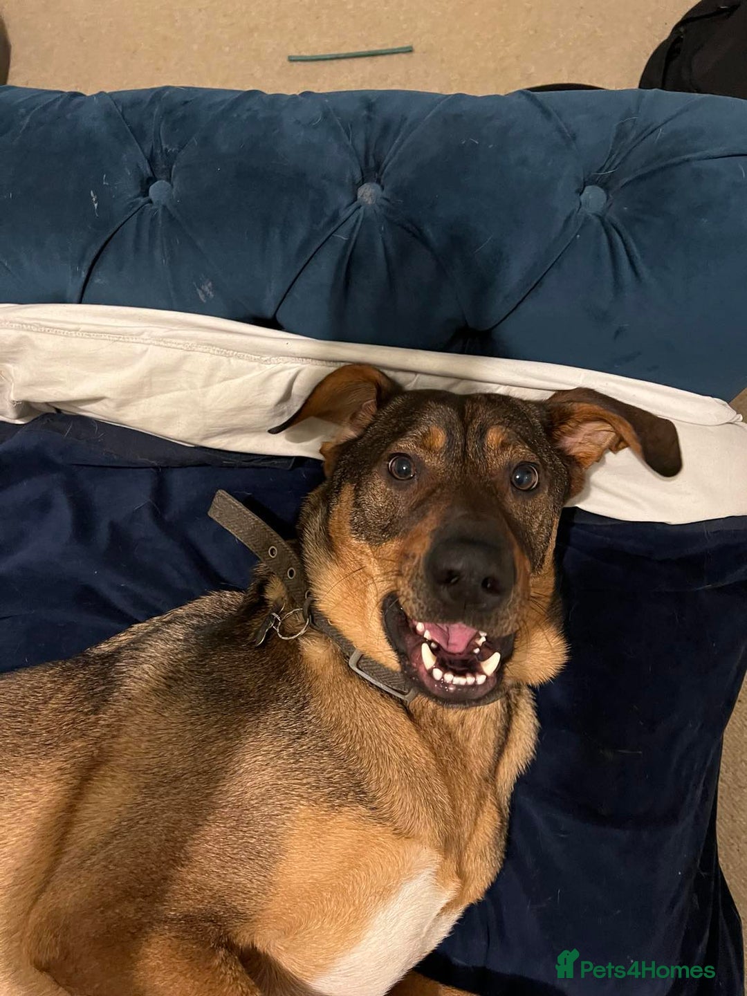 Mixed Breed dogs for adoption: Handsome, lovable Harry - Image 3