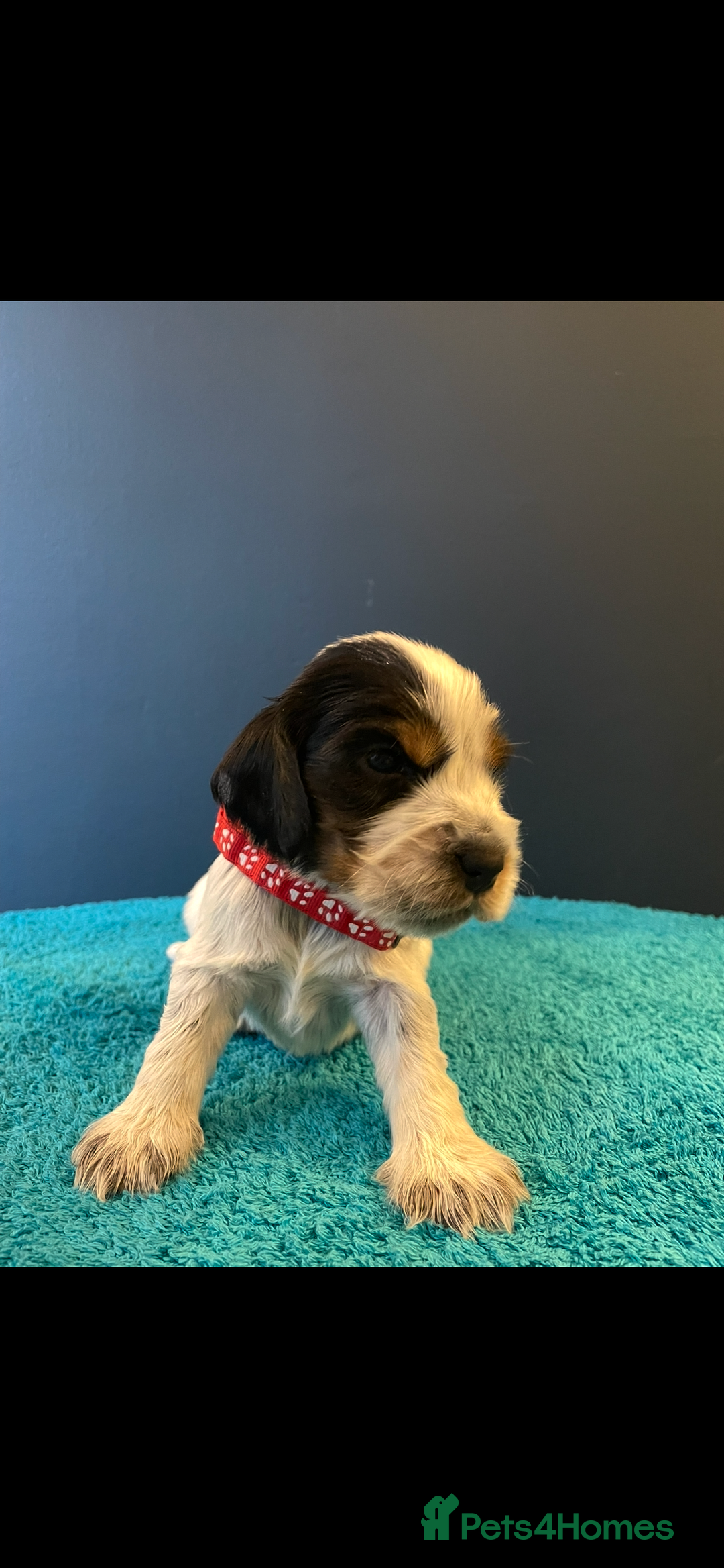 Cocker Spaniel dogs for sale: Cocker spaniel puppies  - Image 7