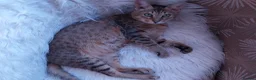 Savannah cats for sale: Archie  - Advert 4