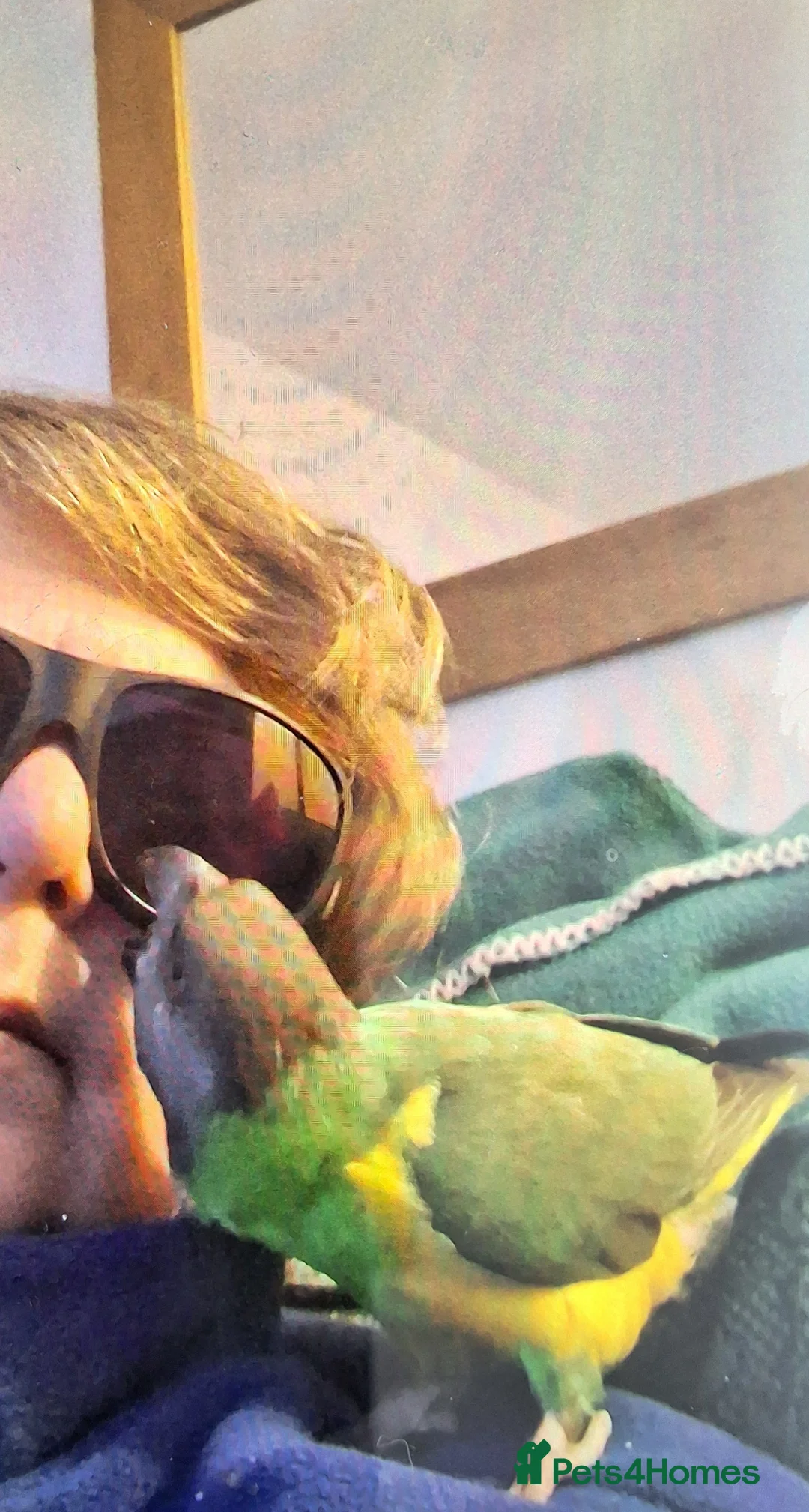 Parrots birds for sale: Female lass who wants a man to love her in Moreton-in-Marsh - Advert 8