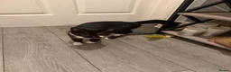 Oriental cats for sale: Tuxedu Kitten about 10 months old - Advert 2