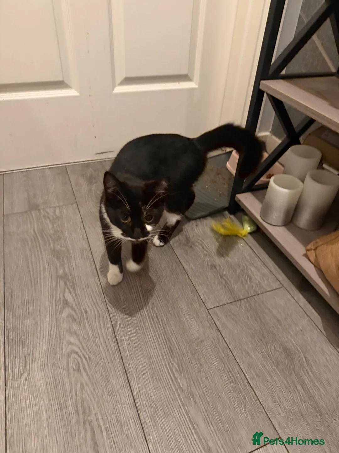 Oriental cats for sale: Tuxedu Kitten about 10 months old - Advert 2
