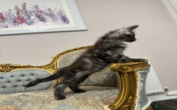 Maine Coon cats for sale: Maine Coon Kittens with Elite Heritage 🌟🌟🌟🌟🌟 - Image 15
