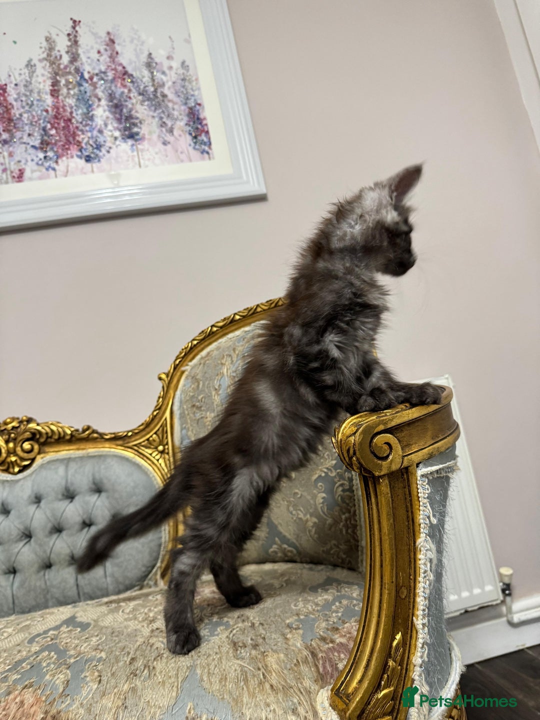 Maine Coon cats for sale: Maine Coon Kittens with Elite Heritage 🌟🌟🌟🌟🌟 - Image 15