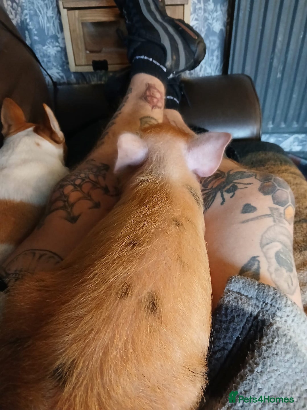 Pig livestock for sale: Micro pigs /t cup - Image 17