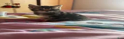 Mixed Breed cats for sale: 3 gorgeous fluffy kittens - Advert 11