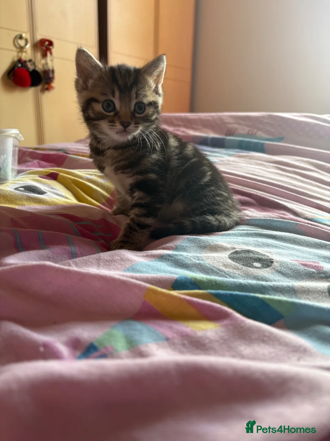 Mixed Breed cats for sale: 3 gorgeous fluffy kittens - Advert 11