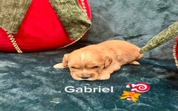 Cavapoo dogs for sale: ✨Beautiful Toy Cavapoo Puppies KC Reg parents✨ - Advert 10