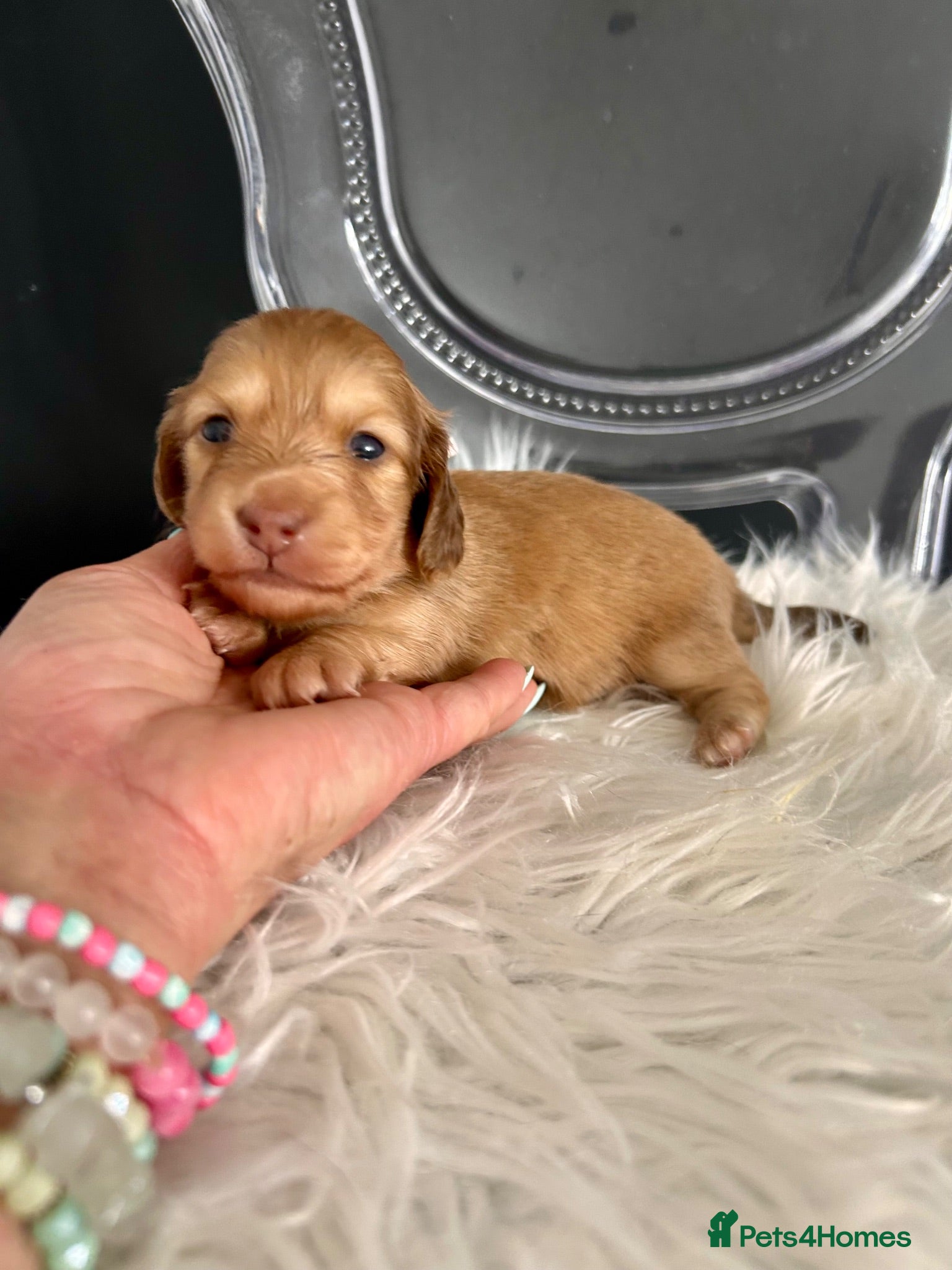Miniature Dachshund dogs Chocolate, Cream &  Brindle - 5 star Breeder  - Advert 2